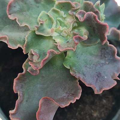 Echeveria 'Curly locks' - Giromagi
