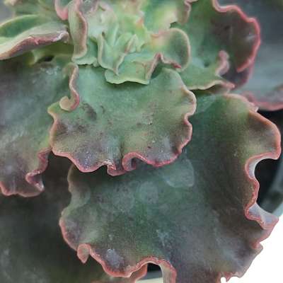 Echeveria 'Curly locks' - Giromagi