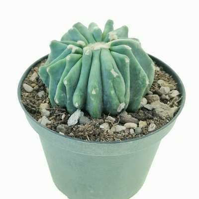 Ferocactus glaucescens cv. Split Rock f. crestata - Giromagi
