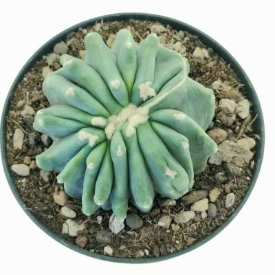 Ferocactus glaucescens cv. Split Rock f. crestata - Giromagi