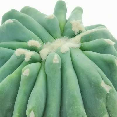 Ferocactus glaucescens cv. Split Rock f. crestata - Giromagi