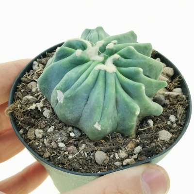 Ferocactus glaucescens cv. Split Rock f. crestata