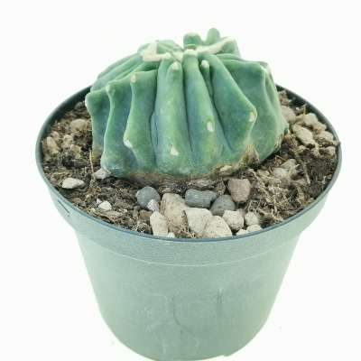 Ferocactus glaucescens cv. Split Rock f. crestata - Giromagi