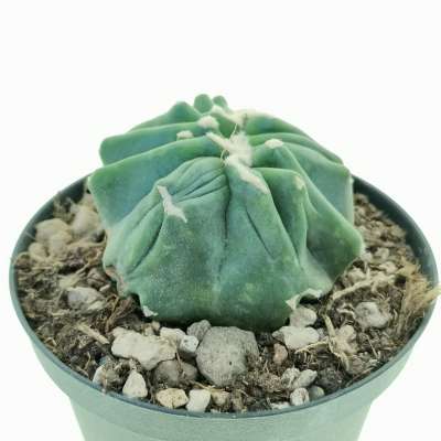 Ferocactus glaucescens cv. Split Rock f. crestata - Giromagi