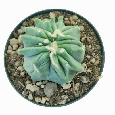 Ferocactus glaucescens cv. Split Rock f. crestata - Giromagi
