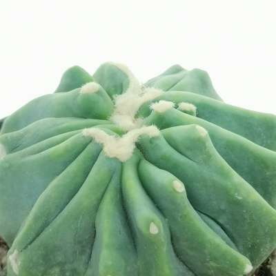 Ferocactus glaucescens cv. Split Rock f. crestata - Giromagi