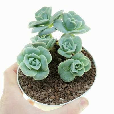 Echeveria 'Lovely Rose'