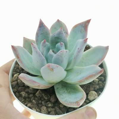 Echeveria colorata f. Tapalpa