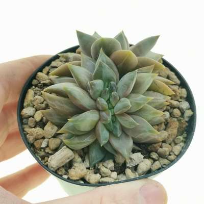 Echeveria 'Danica' f. crestata