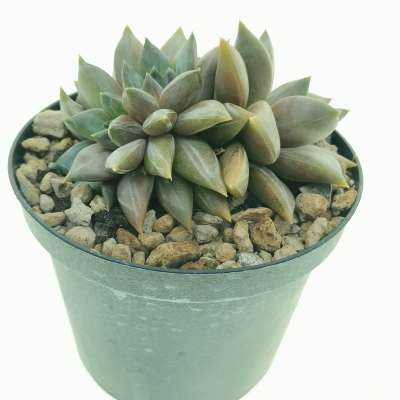 Echeveria 'Danica' f. crestata - Giromagi