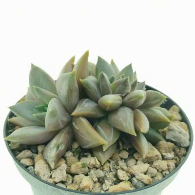 Echeveria 'Danica' f. crestata - Giromagi