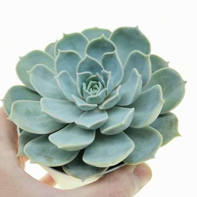 Echeveria lilacina