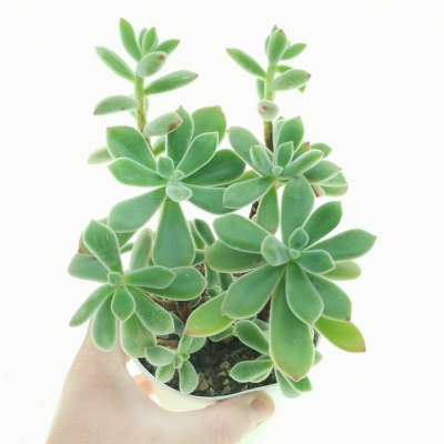 Echeveria pulvinata