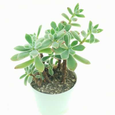 Echeveria pulvinata - Giromagi