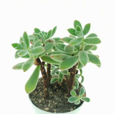 Echeveria pulvinata - Giromagi