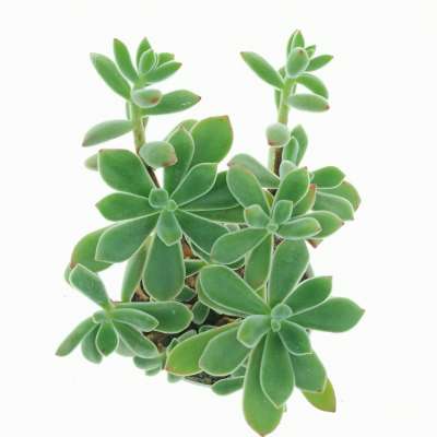 Echeveria pulvinata - Giromagi