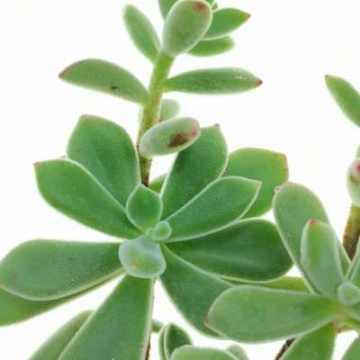 Echeveria pulvinata - Giromagi