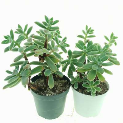 Echeveria pulvinata - Giromagi