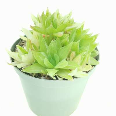 Haworthia marumiana f. variegata - Giromagi
