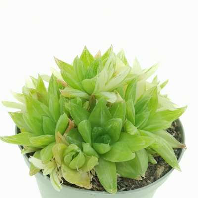 Haworthia marumiana f. variegata - Giromagi