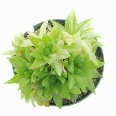 Haworthia marumiana f. variegata - Giromagi