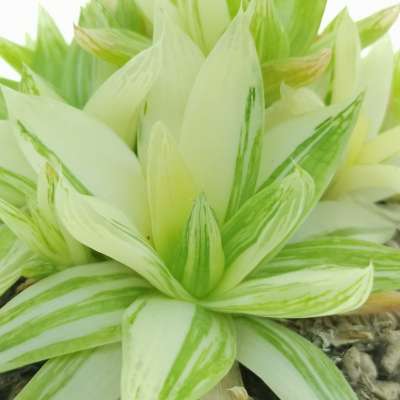 Haworthia marumiana f. variegata - Giromagi
