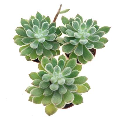 Echeveria pulvinata - Giromagi