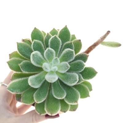 Echeveria pulvinata