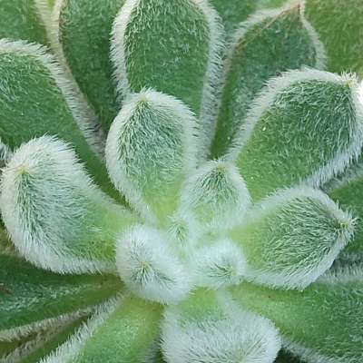 Echeveria pulvinata - Giromagi