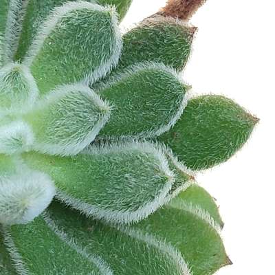 Echeveria pulvinata - Giromagi