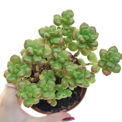 Sedum lucidum