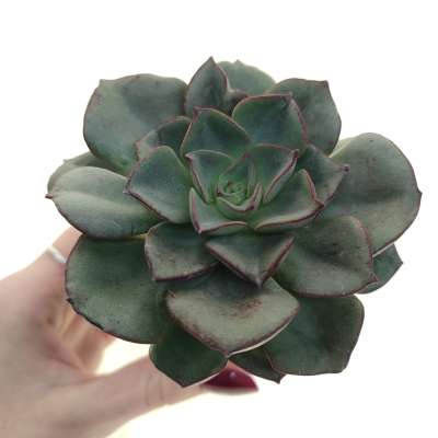 Echeveria moranii