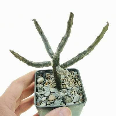 Rhytidocaulon macrolobum