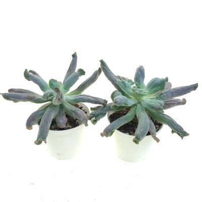 Echeveria 'Culibra' - Giromagi