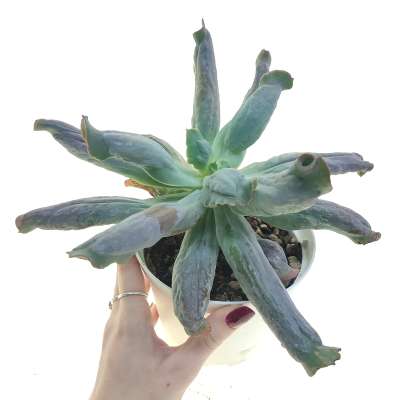 Echeveria 'Culibra'