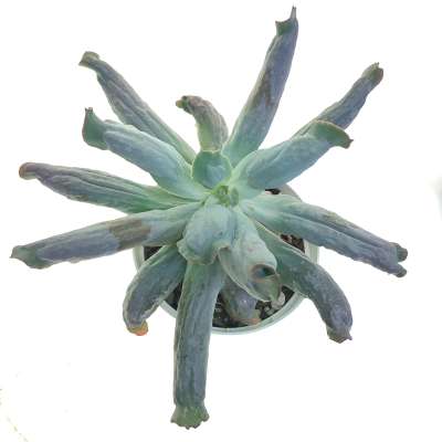 Echeveria 'Culibra' - Giromagi