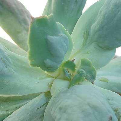Echeveria 'Culibra' - Giromagi