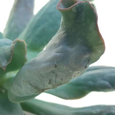 Echeveria 'Culibra' - Giromagi