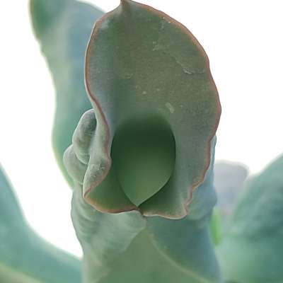 Echeveria 'Culibra' - Giromagi