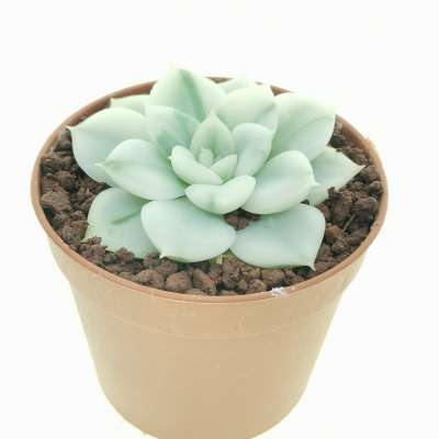 Echeveria 'Moon Fairy' f. variegata - Giromagi