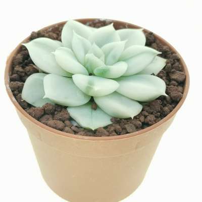 Echeveria 'Moon Fairy' f. variegata - Giromagi