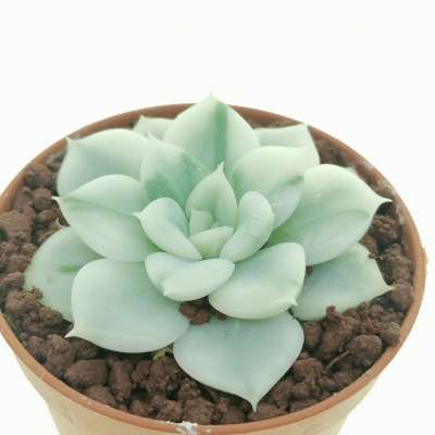 Echeveria 'Moon Fairy' f. variegata - Giromagi