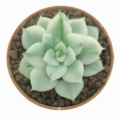 Echeveria 'Moon Fairy' f. variegata - Giromagi