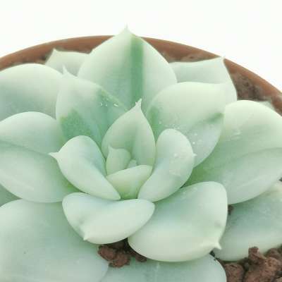 Echeveria 'Moon Fairy' f. variegata - Giromagi