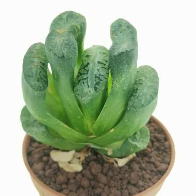 Haworthia truncata cv. Lime Green f. variegata - Giromagi