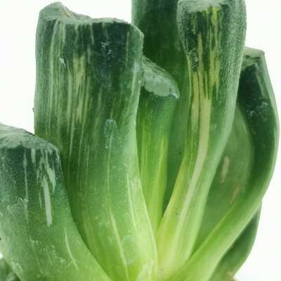 Haworthia truncata cv. Lime Green f. variegata - Giromagi