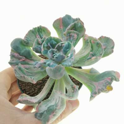 Echeveria 'Beyonce' f. variegata