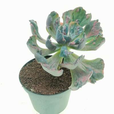 Echeveria 'Beyonce' f. variegata - Giromagi