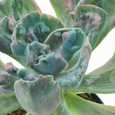 Echeveria 'Beyonce' f. variegata - Giromagi