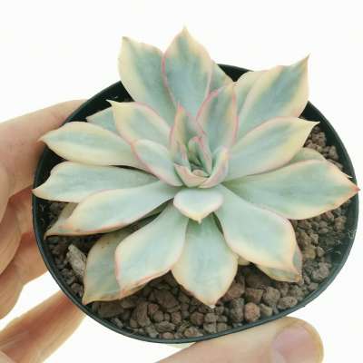 Echeveria 'Moon Goddess' f. variegata